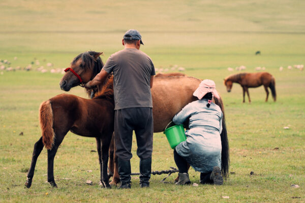 Red Corner Nomadic residency Mongolia 2026